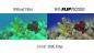 Preview: BACKSCATTER FLIP13 Pro Package With SHALLOW & DIVE Filters & +15 MacroMate Mini Lens For GoPro HERO 5, 6, 7, 8, 9,10,11,12,13