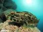 Preview: INON UFL-M150 ZM80 Unterwasser Micro Fisheye